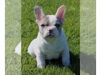 French Bulldog PUPPY FOR SALE ADN-780605 - Snow Queen Fluffy Carrier