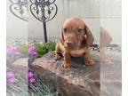 Dachshund PUPPY FOR SALE ADN-780606 - Dachshund for sale in Loogootee Indiana