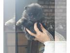 Pomeranian PUPPY FOR SALE ADN-780610 - 1 male 1 female