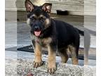 German Shepherd Dog PUPPY FOR SALE ADN-780614 - German shepherd puppies