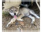 Alaskan Malamute-Czech Wolfdog Mix PUPPY FOR SALE ADN-780615 - Tamaskan Dog