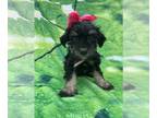 Schnauzer (Miniature) PUPPY FOR SALE ADN-780616 - Schnauzer miniature ACA