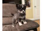 Pomsky PUPPY FOR SALE ADN-780624 - Charming Pomsky Puppies