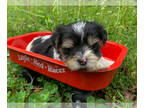 Morkie PUPPY FOR SALE ADN-780630 - Male Morkie