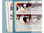 Malchi PUPPY FOR SALE ADN-780634 - Toy Malchi