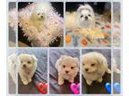 Maltese PUPPY FOR SALE ADN-780635 - Maltese