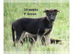 German Shepherd Dog PUPPY FOR SALE ADN-780636 - REDUCED AKC Females