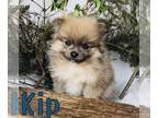 Pomeranian PUPPY FOR SALE ADN-780637 - Cute Pomeranian for sale