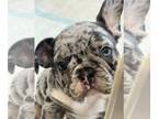French Bulldog PUPPY FOR SALE ADN-780640 - Adorable French Bulldog Puppy