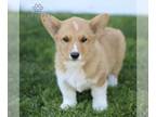 Pembroke Welsh Corgi PUPPY FOR SALE ADN-780649 - Welsh Corgi