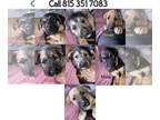 Mutt Mix PUPPY FOR SALE ADN-780658 - Adorable puppies ready for their forever
