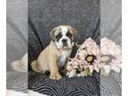 Olde English Bulldogge PUPPY FOR SALE ADN-780660 - Adorable Olde English