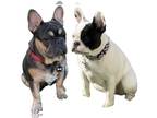 French Bulldog PUPPY FOR SALE ADN-780667 - Stitch and Diva 2024
