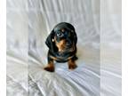 Dachshund PUPPY FOR SALE ADN-780668 - Dachshund Puppies