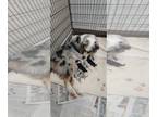 Australian Shepherd PUPPY FOR SALE ADN-780669 - Australian Shepard puppies