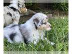 Australian Shepherd PUPPY FOR SALE ADN-780669 - Australian Shepard puppies