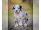 Aussiedoodle Miniature PUPPY FOR SALE ADN-780673 - Litter