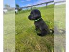 Labrador Retriever PUPPY FOR SALE ADN-780674 - Road Trip Litter