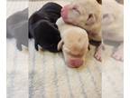Labrador Retriever PUPPY FOR SALE ADN-780674 - Road Trip Litter