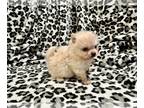 Pomeranian PUPPY FOR SALE ADN-780682 - Rare Teacup AKC Teddy Bears