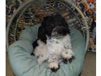 YorkiePoo PUPPY FOR SALE ADN-780687 - Yorkiepoo