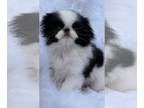 Japanese Chin PUPPY FOR SALE ADN-780688 - Are you looking for me