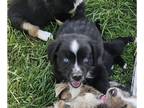 Miniature Australian Shepherd PUPPY FOR SALE ADN-780689 - ToyMini Aussie Puppies