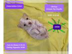 Poodle (Toy) PUPPY FOR SALE ADN-780693 - Adorable Toy Poodle