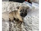 Cairn Terrier PUPPY FOR SALE ADN-780697 - Cairn Terrier puppy