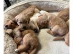 Golden Labrador PUPPY FOR SALE ADN-780699 - Bellas Babes