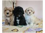 Maltipoo PUPPY FOR SALE ADN-780704 - Maltipoo Puppies