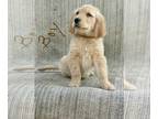 Golden Retriever PUPPY FOR SALE ADN-780705 - Beautiful golden retriever puppies
