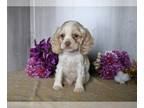 Cocker Spaniel PUPPY FOR SALE ADN-780706 - Cocker Spaniel For Sale Dresden OH