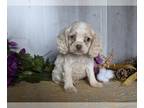 Cocker Spaniel PUPPY FOR SALE ADN-780708 - Cocker Spaniel For Sale Dresden OH