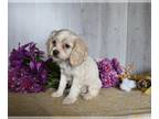 Cocker Spaniel PUPPY FOR SALE ADN-780709 - Cocker Spaniel For Sale Dresden OH