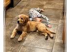 Golden Retriever PUPPY FOR SALE ADN-780712 - 17 week old Golden Retriever