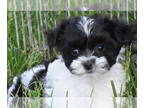 Yo-Chon PUPPY FOR SALE ADN-780713 - Yorkie Bichon