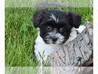 Yo-Chon PUPPY FOR SALE ADN-780714 - Yorkie Bichon