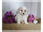 Bichon Frise PUPPY FOR SALE ADN-780718 - Bichon Frise For Sale Dresden OH