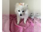 Pomeranian PUPPY FOR SALE ADN-780719 - Female Pomeranian Puppy