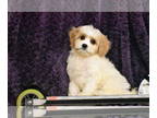 Cavachon PUPPY FOR SALE ADN-780721 - Peaches