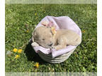 Goldendoodle PUPPY FOR SALE ADN-780726 - Paisley Pink