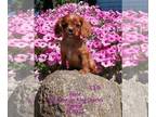 Cavalier King Charles Spaniel PUPPY FOR SALE ADN-780730 - Cavalier King Charles