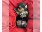 Yorkshire Terrier PUPPY FOR SALE ADN-780731 - Tommy