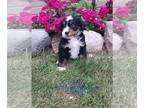 Bernedoodle (Miniature) PUPPY FOR SALE ADN-780734 - MiniMedium Bernedoodle Pups