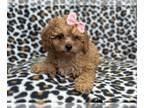 Cavapoo PUPPY FOR SALE ADN-780735 - Amy