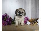 Zuchon PUPPY FOR SALE ADN-780737 - Teddy Bear For Sale Dresden OH