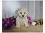 Zuchon PUPPY FOR SALE ADN-780739 - Teddy Bear For Sale Dresden OH