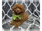 Cavapoo PUPPY FOR SALE ADN-780740 - Knuckles