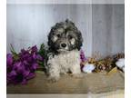 Zuchon PUPPY FOR SALE ADN-780742 - Teddy Bear For Sale Dresden OH